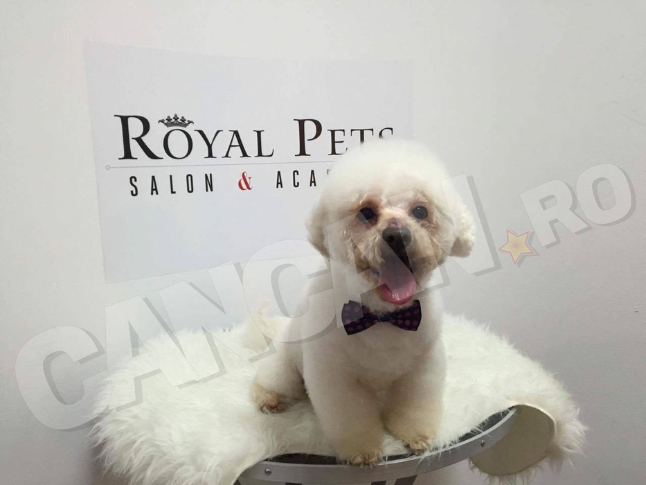 BICHONUL pe care nu l-a mai vrut stăpânul este de nerecunoscut! Cum arată după ce a fost dus la cosmetică canină