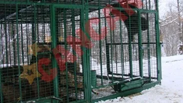 Un urs tinut captiv de un politician a ajuns la Zarnesti