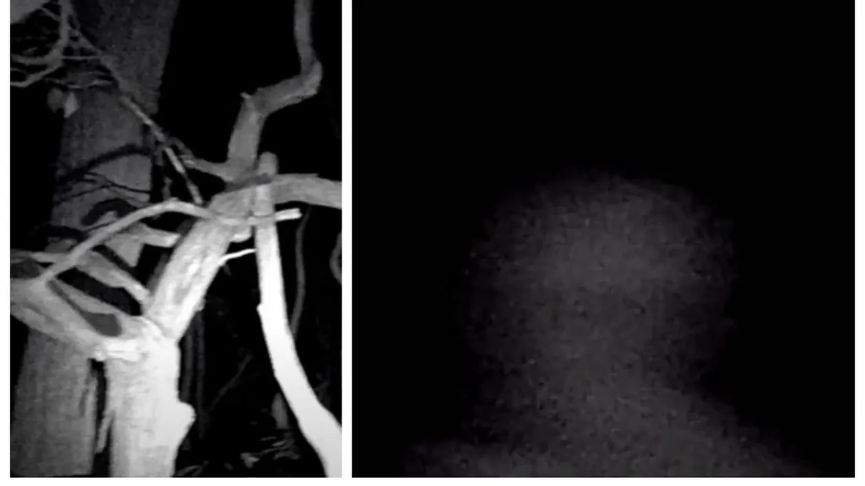 O posibilă fantomă, filmată într-o pădure din SUA. Imagini surprinzătoare. VIDEO