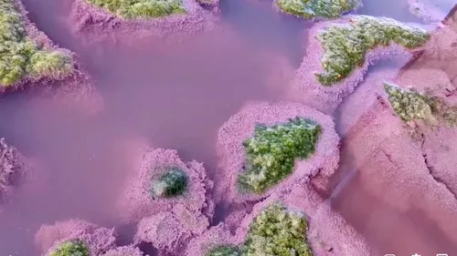 Lacul Techirghiol a devenit roz! Cum se explică fenomenul neobișnuit