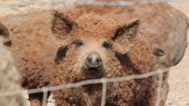 Mangalița este și o celebră rasă de porci