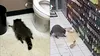 Un raton beat a ajuns viral pe TikTok, după ce a vandalizat un magazin. A dat gata romul, apoi a leșinat în toaletă