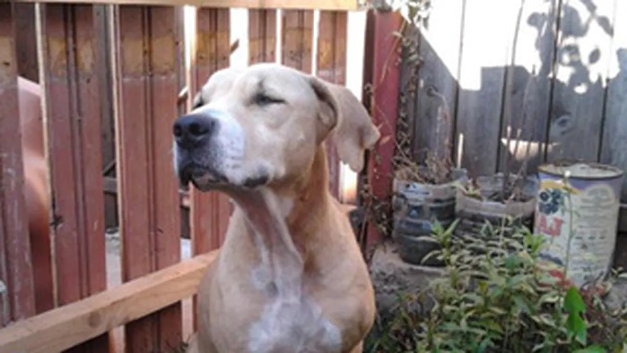 Esti iubitor de animale? Citeste aici o poveste emotionanta