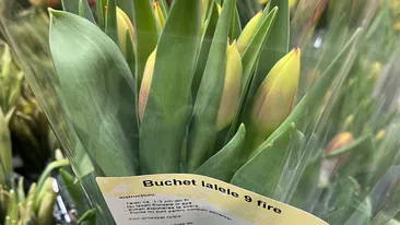 Cu câți lei se vinde un buchet cu 9 lalele în Kaufland, azi, de Ziua Femeii. Românii au crezut că nu văd bine