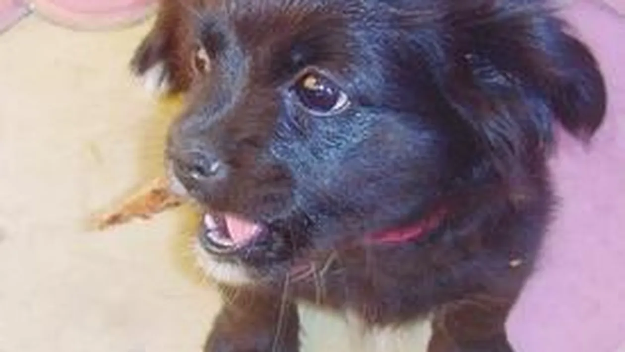 Pufu isi pazeste cu strasnicie mingiuca