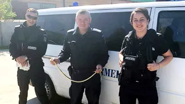 Jandarmii din Mehedinți au prins un șarpe, aflat într-un aparat de încărcat freon. Cum s-au pozat cu reptila