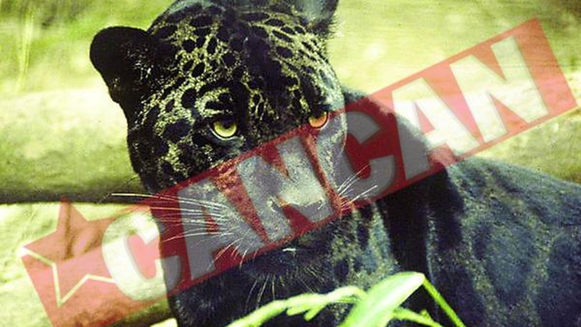 Jaguarul Bety a murit in urma unui infarct