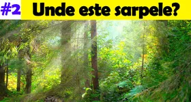 Galerie foto - poza 4