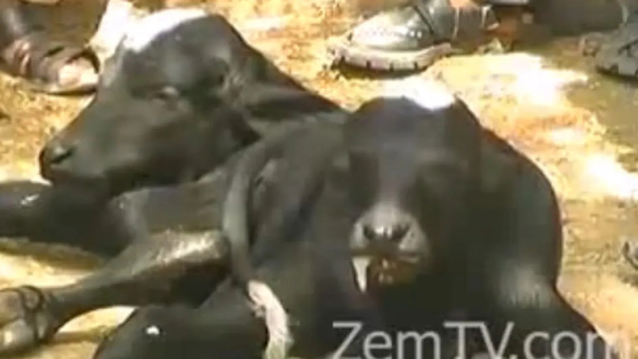 Semnul care prevesteste SFARSITUL LUMII! Adeptii Apocalipsei sunt convinsi că nasterea acestei creaturi va dezlăntui IADUL