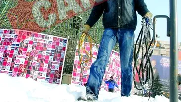 Bradul urias din Piata Unirii pleaca in Brazilia si Portugalia