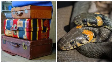 De-a dreptul șocant! O femeie a reușit să călătorească cu avionul, având în bagaje 22 de șerpi. Ce s-a întâmplat când a ajuns la destinație