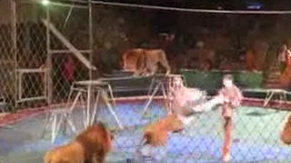 VIDEO Cel mai dement dresor! Un leu l-a muscat de mana, dar el nu s-a lasat si a ripostat