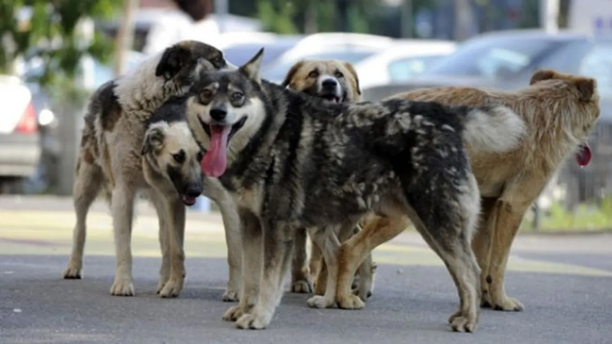 Șocant: un bărbat a fost atacat de o haită de câini, la locul de muncă. Animalele i-au mâncat urechile și...