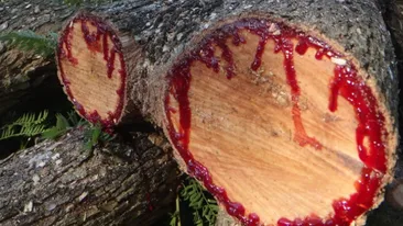 Imagini rupte din filmele de groaza! Trunchiuri intregi de copaci care sangereaza siroaie atunci sunt taiati! Vezi cum e posibil