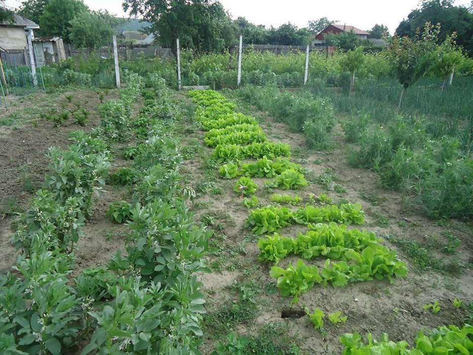 Legumele sunt cultivate în grădina familiei
