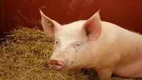 Nou coronavirus care se transmite la om, găsit la porc! Avertismentul oamenilor de știință