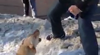 Doamne, ce animal! Smardoiul asta de cartier a "dat-o parte in parte cu un caine" - L-a lasat lat pe bietul animal dintr-un pumn, iar apoi i-a scuipat si injurat pe cei care l-au filmat!