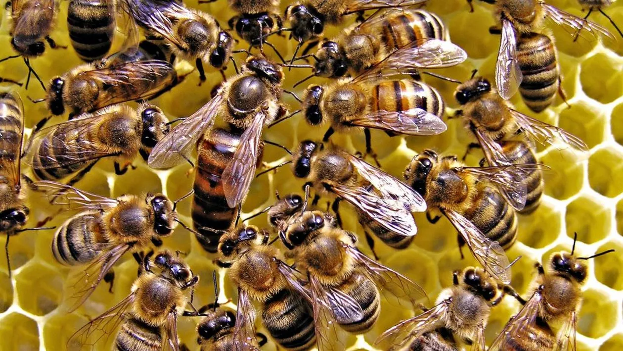 Miracol la Catedrala Notre Dame! Albinele din acoperișul catedralei au supraviețuit incendiului: ”Am crezut că cei trei stupi au ars”