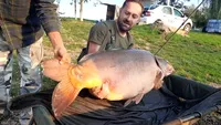 Captură de zile mari! Un pescar din Oradea a prins un crap de 40 de kilograme. „Este o senzaţie unică”