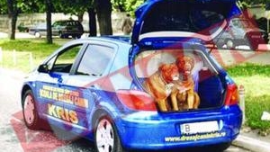 Taxiuri pentru animale