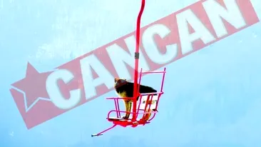 Maidanezul Rocky, vedeta in Parang