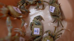 Suporterii români mizează pe crabii echipelor adverse la Microbist de România