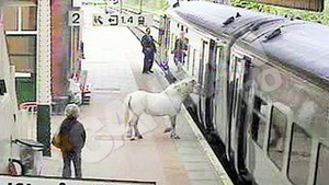 Un barbat din Marea Britanie si-a urcat calul in tren
