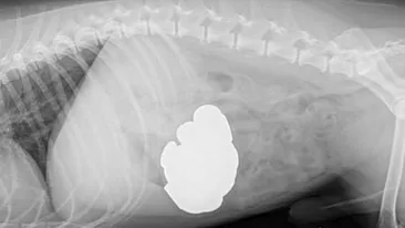 Radiografie de cosmar. Ce au gasit in stomacul unui caine. Veterinari: E un miracol ca e inca in viata