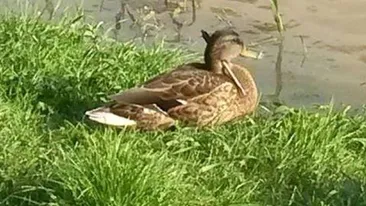 Situaţie incredibilă în Cluj-Napoca. Autorităţile sunt total depăşite de...o raţă! Pasărea se plimbă de  trei luni cu o săgeată în gât!