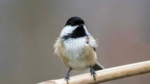 România, țara unde autostrăzile se opresc la broaște, urși și mercur