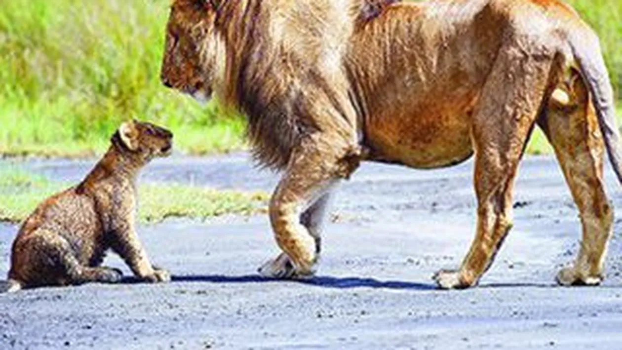 Tatal leu, pus la punct de mama leoaica! L-a caftit pentru ca a dat in puiul ei