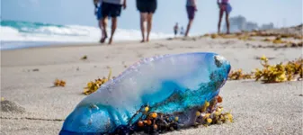„Teroarea plutitoare” a invadat plajele din Europa. Cum ajung aceste animale veninoase tot mai des în Mediterana și Atlanticul de Nord
