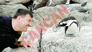 Dan Nicorescu s-a imprietenit cu pinguinii salbatici