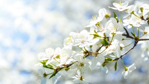 Prognoza meteo de Florii 2026: cum va fi vremea pe 5 aprilie, cu o săptămână înainte de Paște