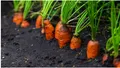 Ce trebuie să pui la rădăcina morcovilor plantați în grădină ca să obții o recoltă bogată. Metoda simplă prin care vei avea multe kilograme