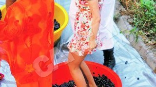 "Pamela de Romania", luata pe sus de Moldoveanu la culesul strugurilor! A incercat sa o dezbrace in camp