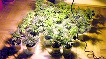 Un barbat de 33 de ani isi facuse un laborator de preparare a drogurilor in locuinta din Bucuresti