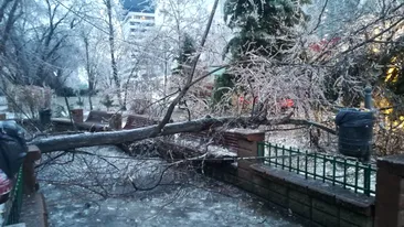 Ninsoarea a făcut ravagii în Capitală! 15 copaci s-au prăbușit, iar mai multe mașini au fost avariate