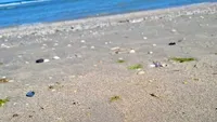 Râzi cu lacrimi! Ce a găsit un turist pe plajă, în Vama Veche! O fi a lui taică-miu. Și-a pierdut-o acum 3 ani