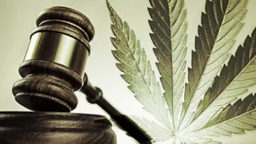 Mai sunt mai putin de doua luni pana cand visele ar putea deveni realitate. Marijuana, drog legal in Romania?!