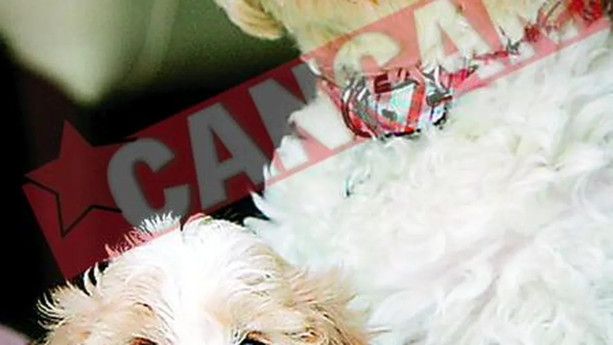 Computerul care descifreaza latratul