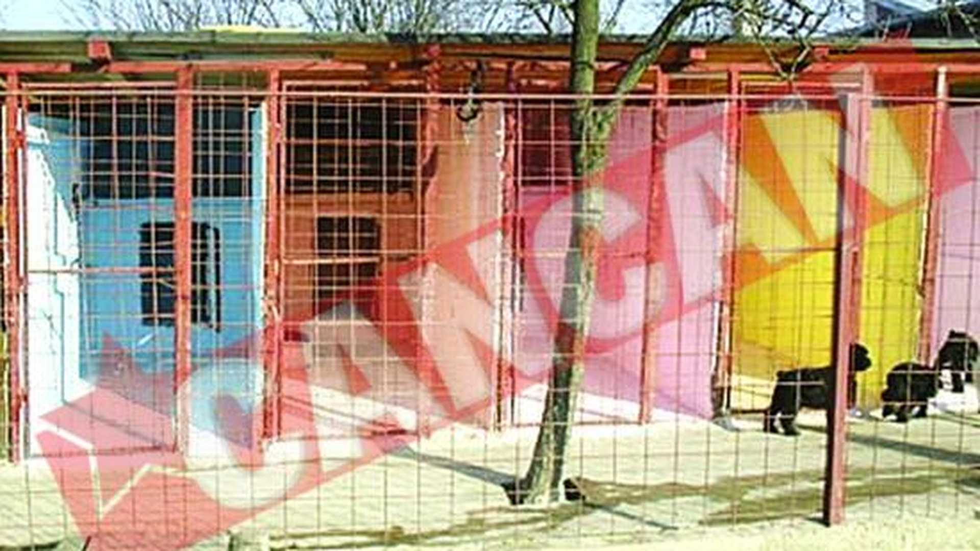 Terapie prin culori si muzica pentru cainii de companie