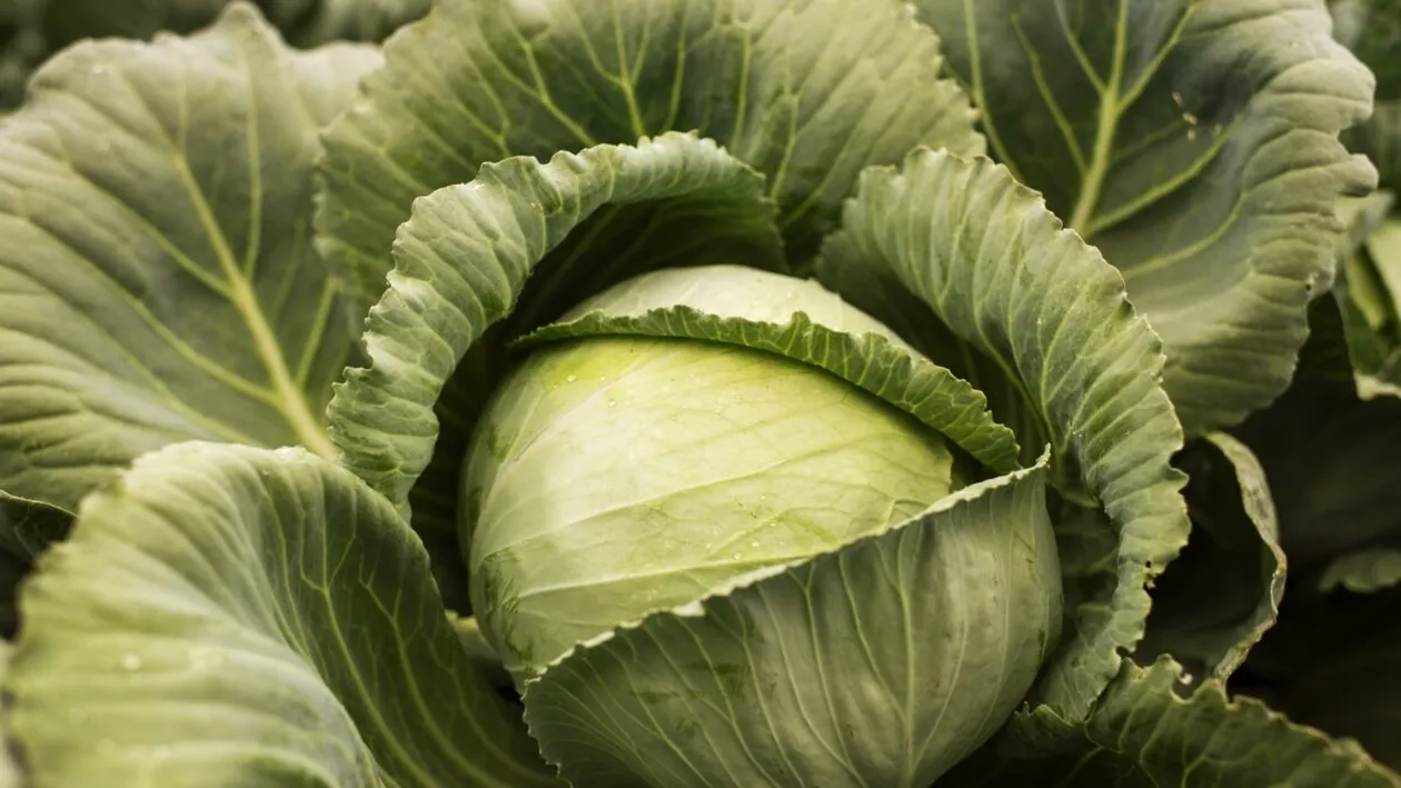 Secretul bulgăroaicelor pentru o varză mereu proaspătă. Ce trebuie să știe toate gospodinele