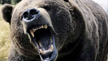 Bărbat din Vrancea, găsit mort pe un deal, existând suspiciunea că a fost ucis de un urs