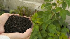 Transformă-ți grădina în 30 de zile: trucul simplu cu compost și pH