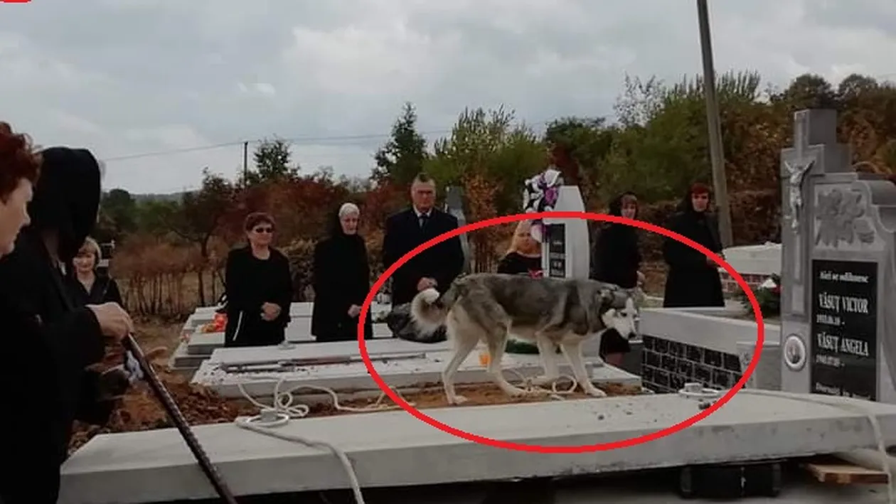 Satu Mare: momentul în care un câine a venit la înmormântarea stăpânului său! Ce a urmat: oamenii au început să plângă