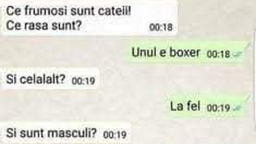 BANCUL ZILEI | "Ce frumoși sunt cățeii. Ce rasă sunt?"