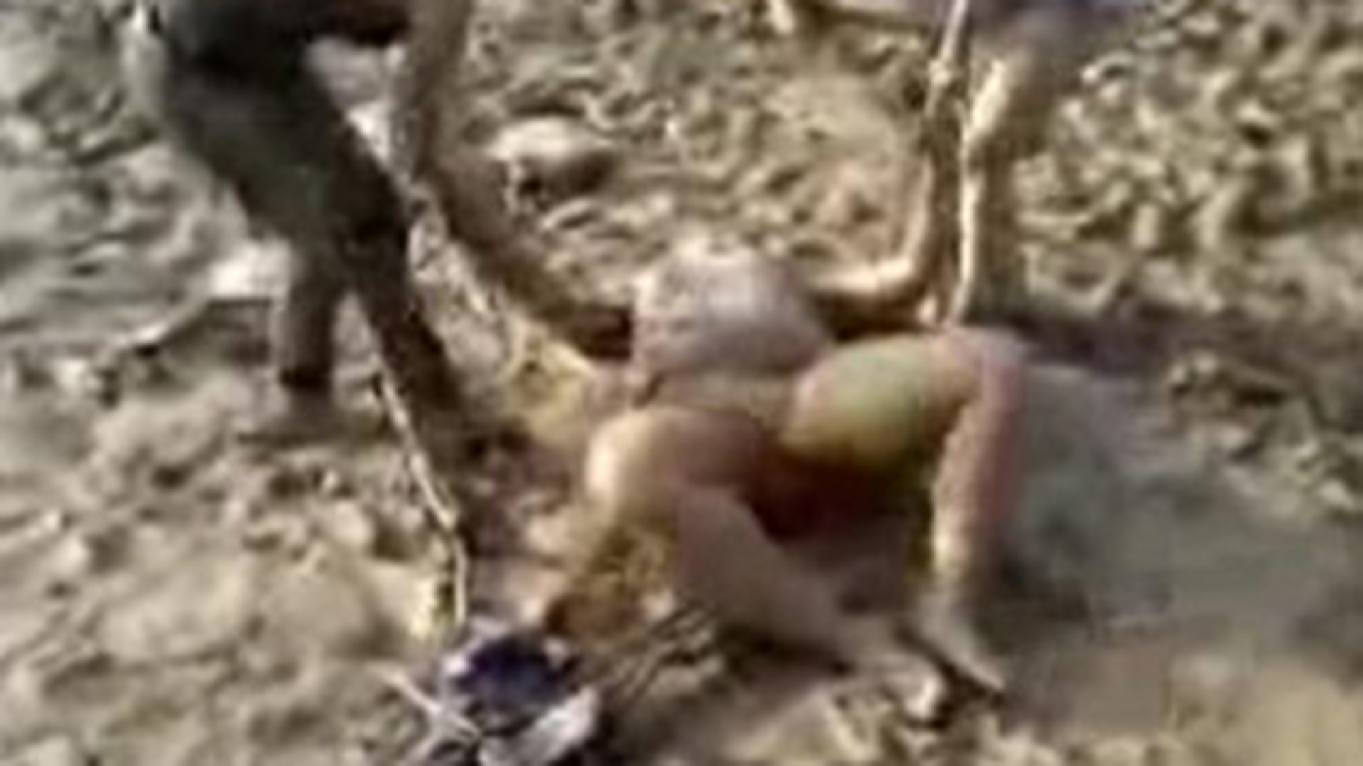 VIDEO O femeie s-a imbatat praf si s-a tarat prin noroi ca un porc!