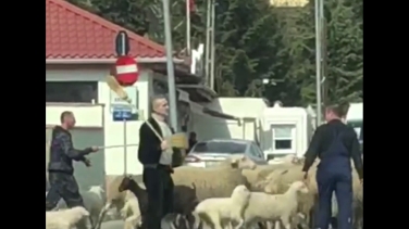 A ieșit cu oile pe șosea! Aroganța lui Gigi Becali și comentariul lui Mircea N. Stoian!
