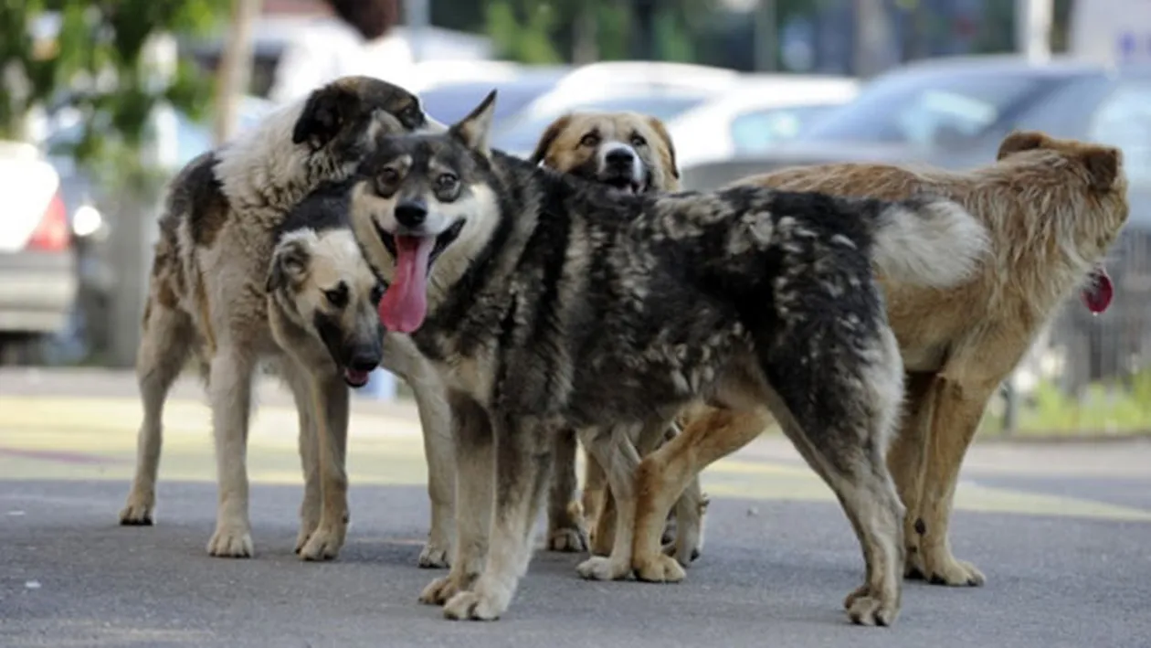 Ce a decis Guvernul in privinta cainilor fara stapan! Iata ce poate pati animalul tau de companie daca nu faci asta pana in MARTIE